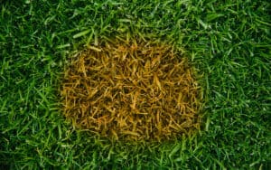 Causes Of Brown Patches On Your Lawn