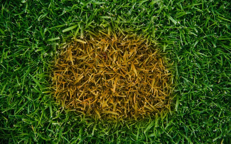Causes Of Brown Patches On Your Lawn
