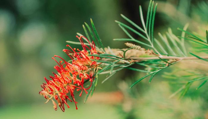 native plant Australia