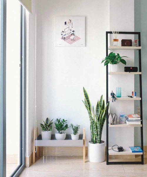 indoor plants best