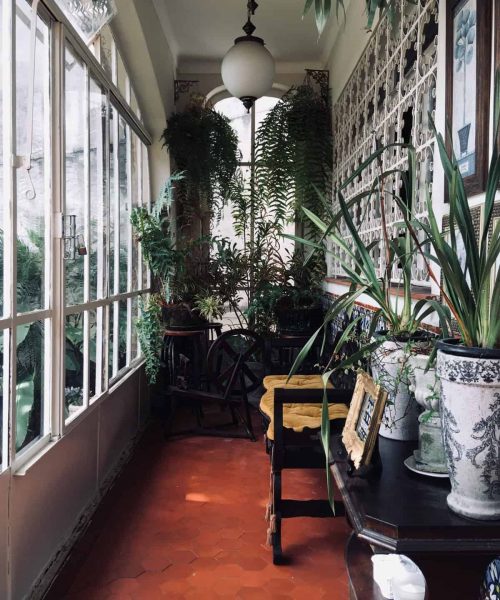 indoor plants