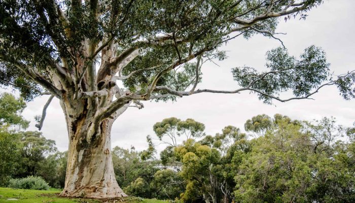 reticulation repairs near Dalkeith